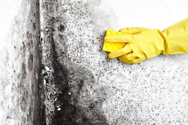 Mold Removal Process in Questa, NM