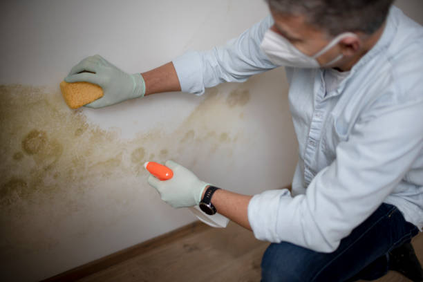 Best Professional Mold Removal  in Questa, NM