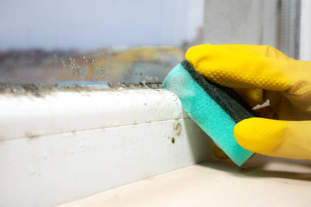 Best Mold Cleaning Services  in Questa, NM