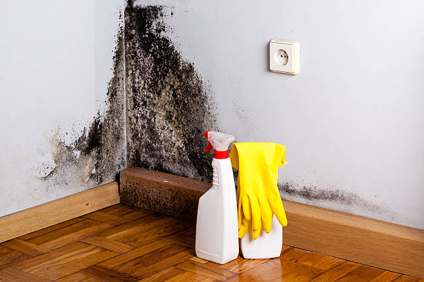 Crawl Space Mold Removal in Questa, NM